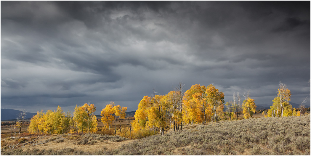 Autumn colour, The Tetons, Teton NP, USA