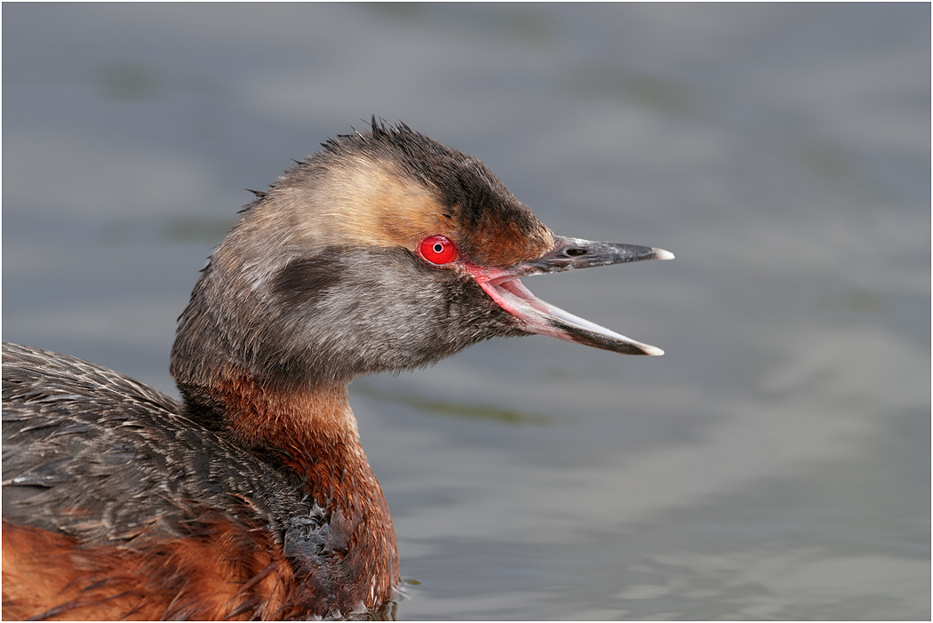 Slavonian Grebe - portrait