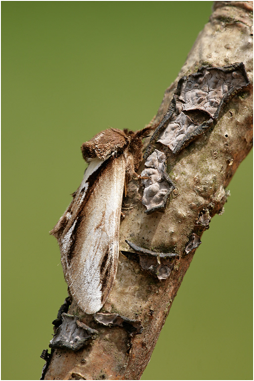 Lesser Swallow Prominent