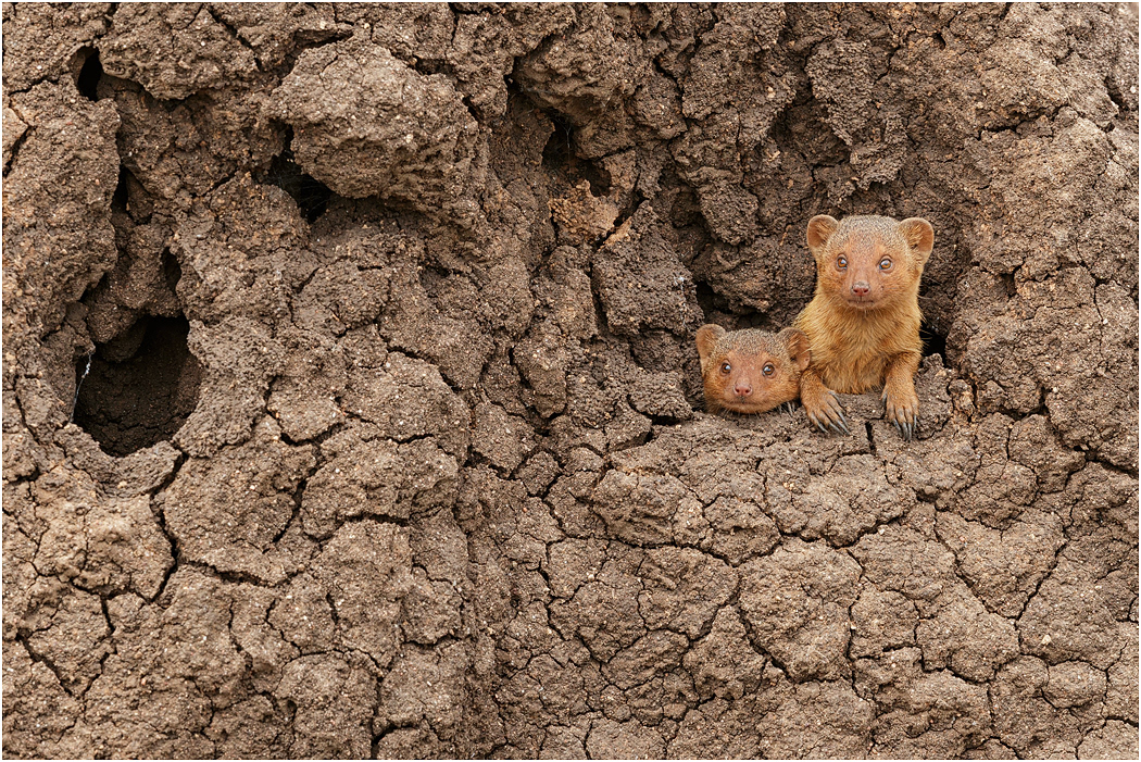 Dwarf Mongoose pair - Central Serengeti, Tanzania