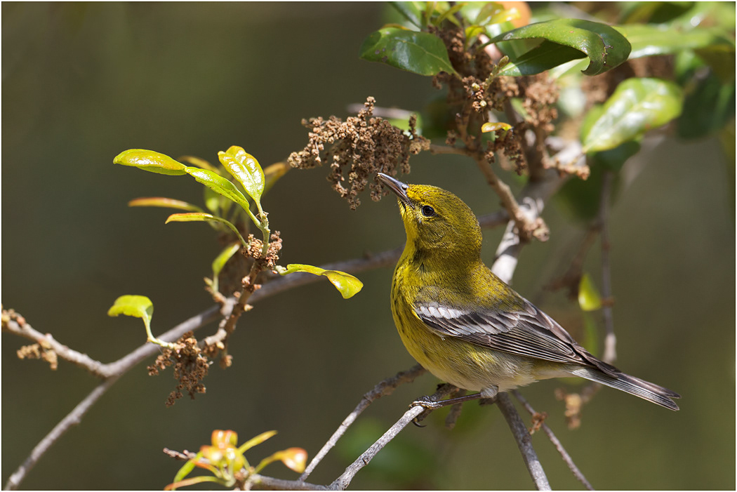 Pine Warbler, Florida, USA