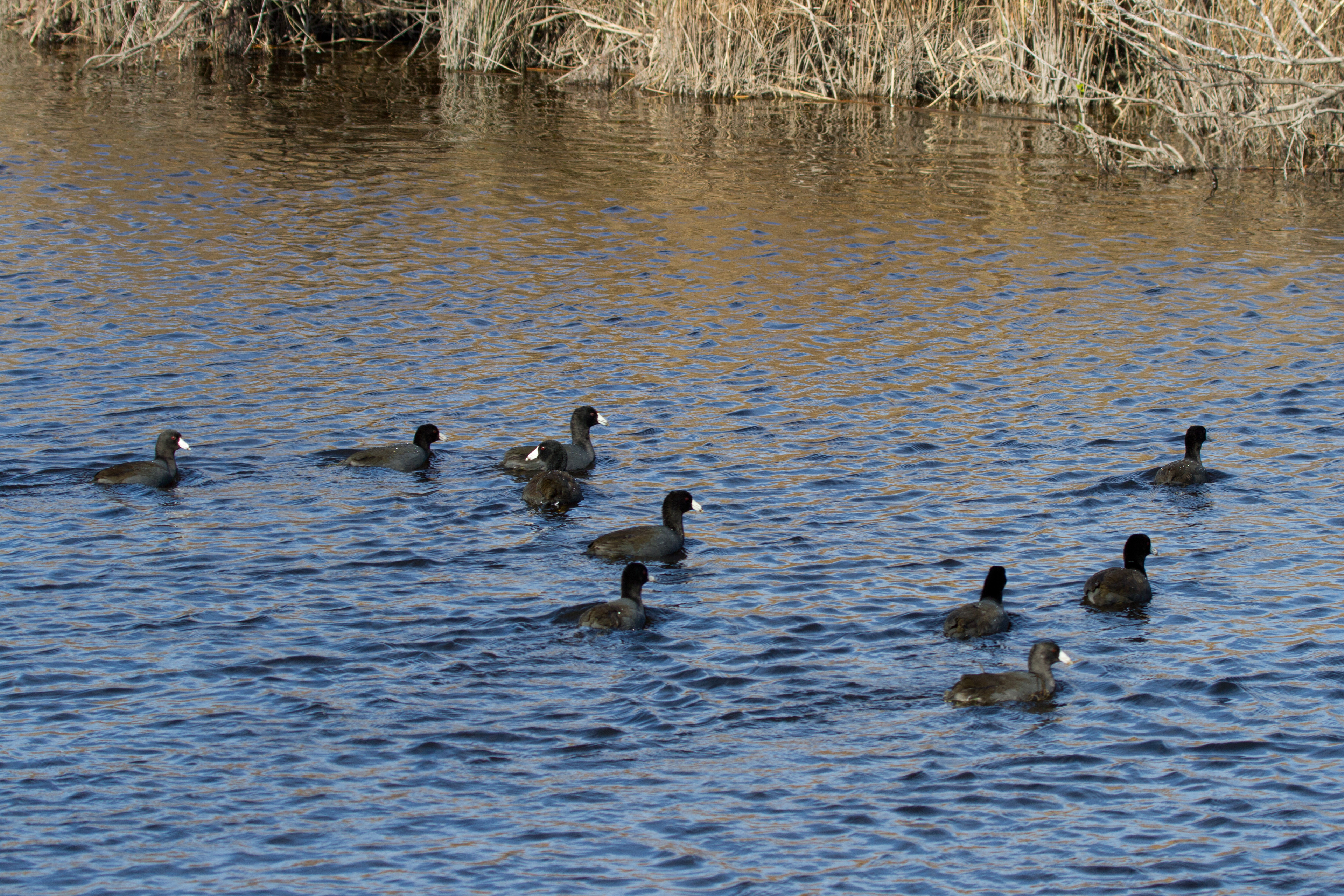 American Coot