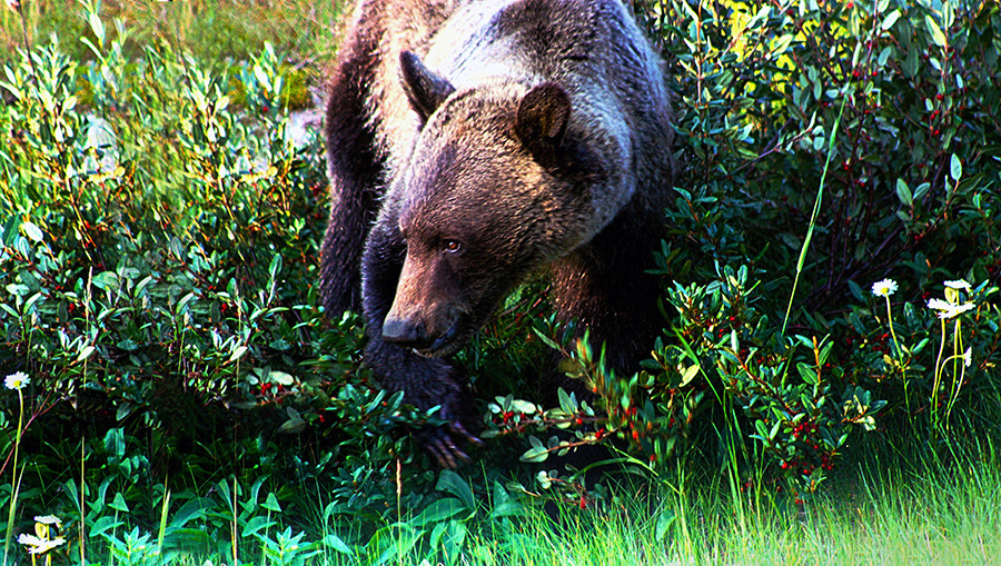 grizzly bear Banff National Park