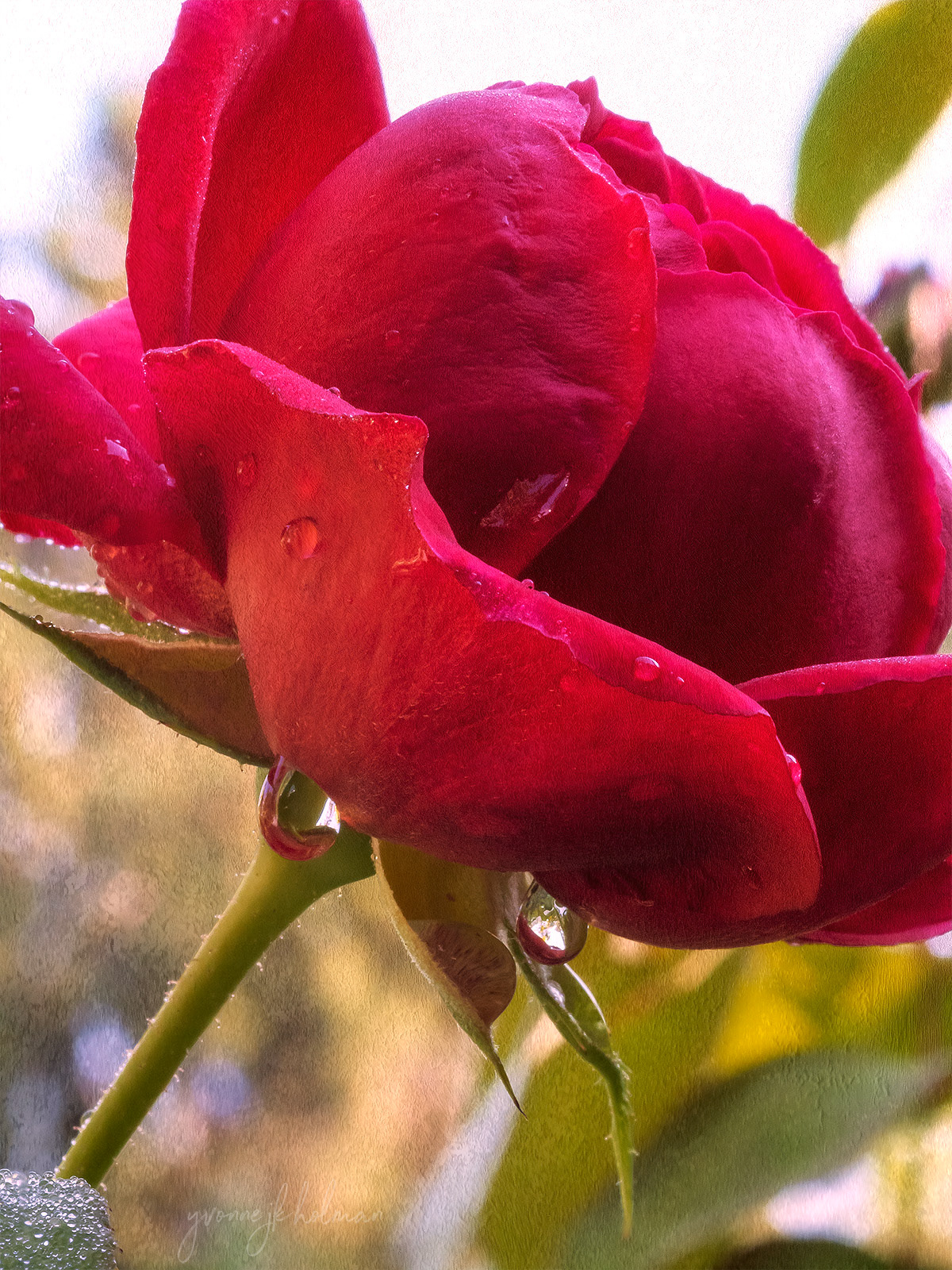 Red Rose with Water Drops