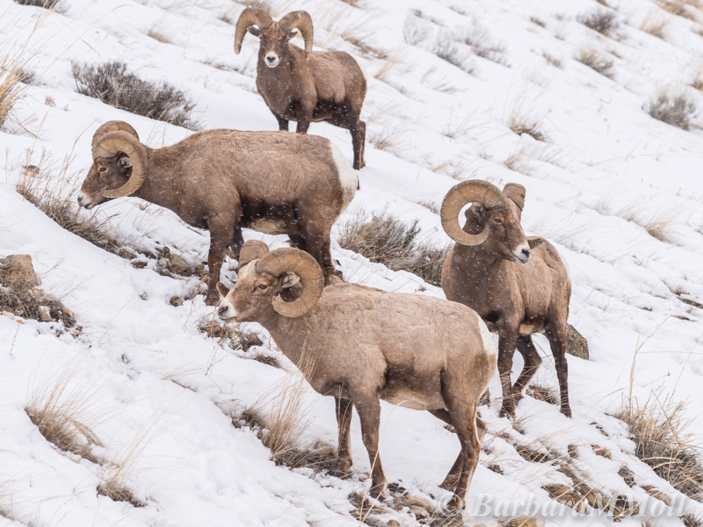 MyWildPix Bighorn Sheep & Mountain Goats
