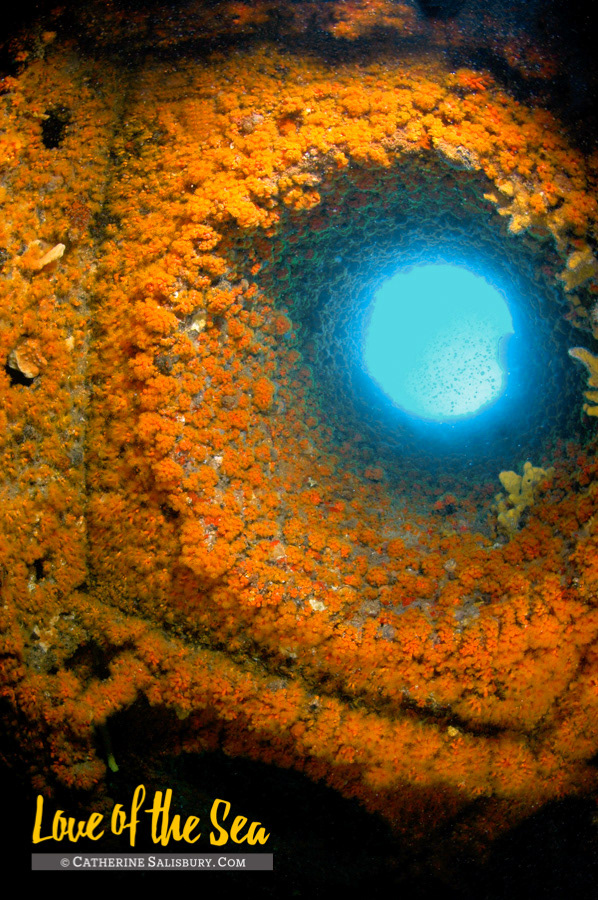 The Wit Shoal (USS LST-467) shipwreck, St Thomas USVI by Cathy Salisbury