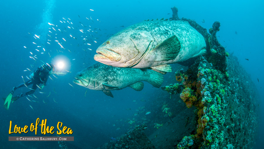 Goliath Groupers on the M/V Castor - Boynton Beach, Palm Beach County FLORIDA by Cathy Salisbury