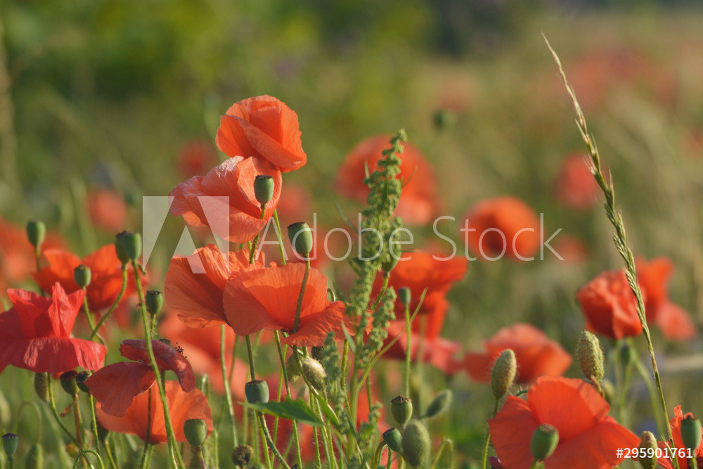 Der Mohn blüht auf den Feldern