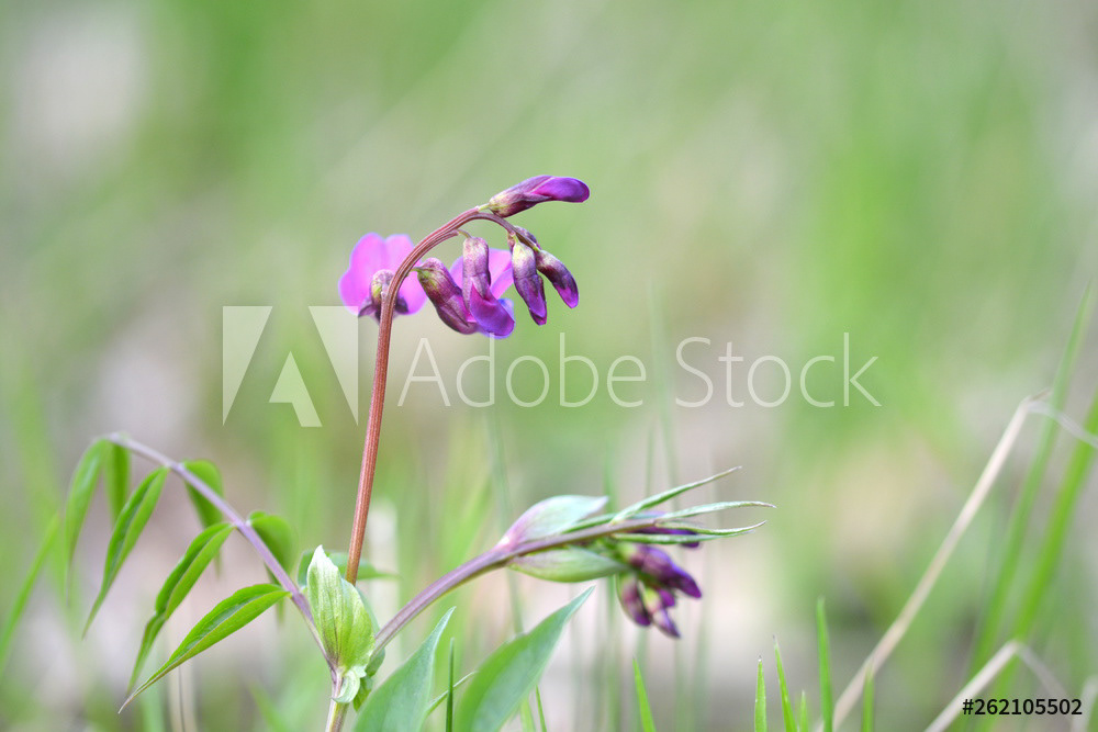 Frühlings-Platterbse