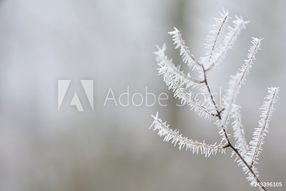 Makro-Aufnahme vom Raureif im Vorgarten