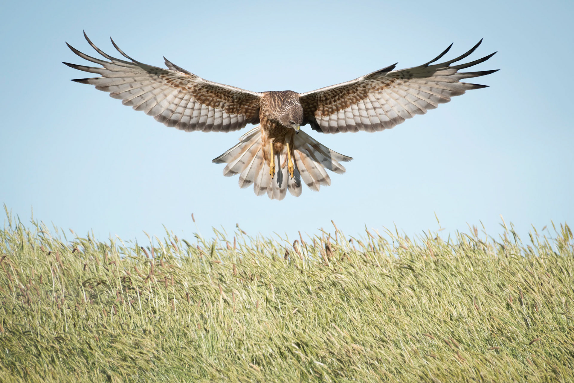 Harrier hunting mice