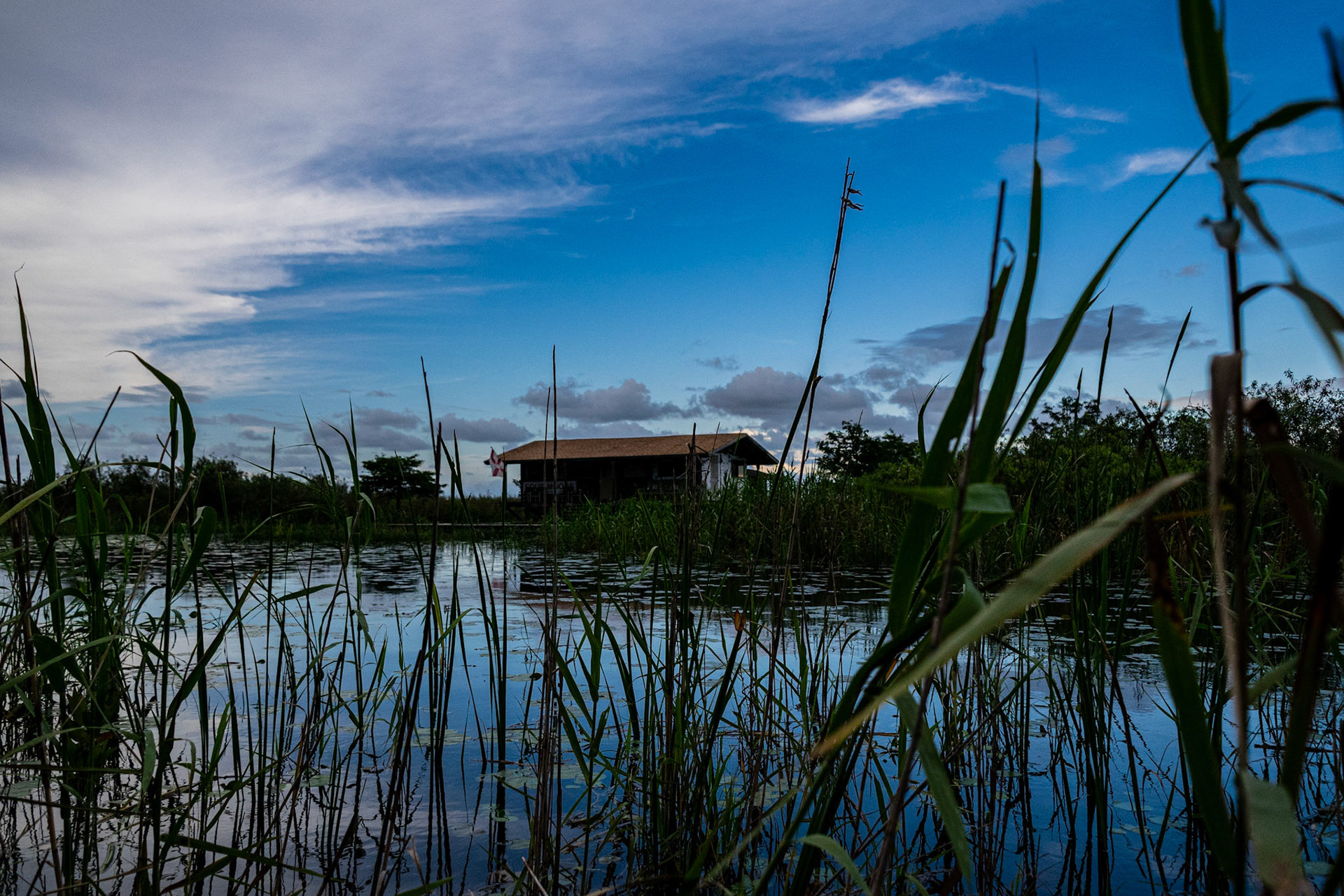 The Naked Lady- Everglades Shack