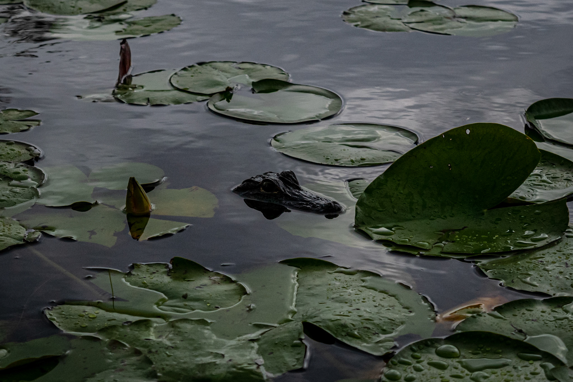 Baby Gator
