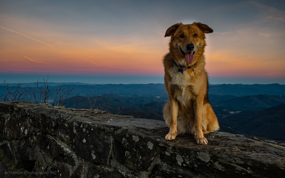 Izzy at Wayah Bald