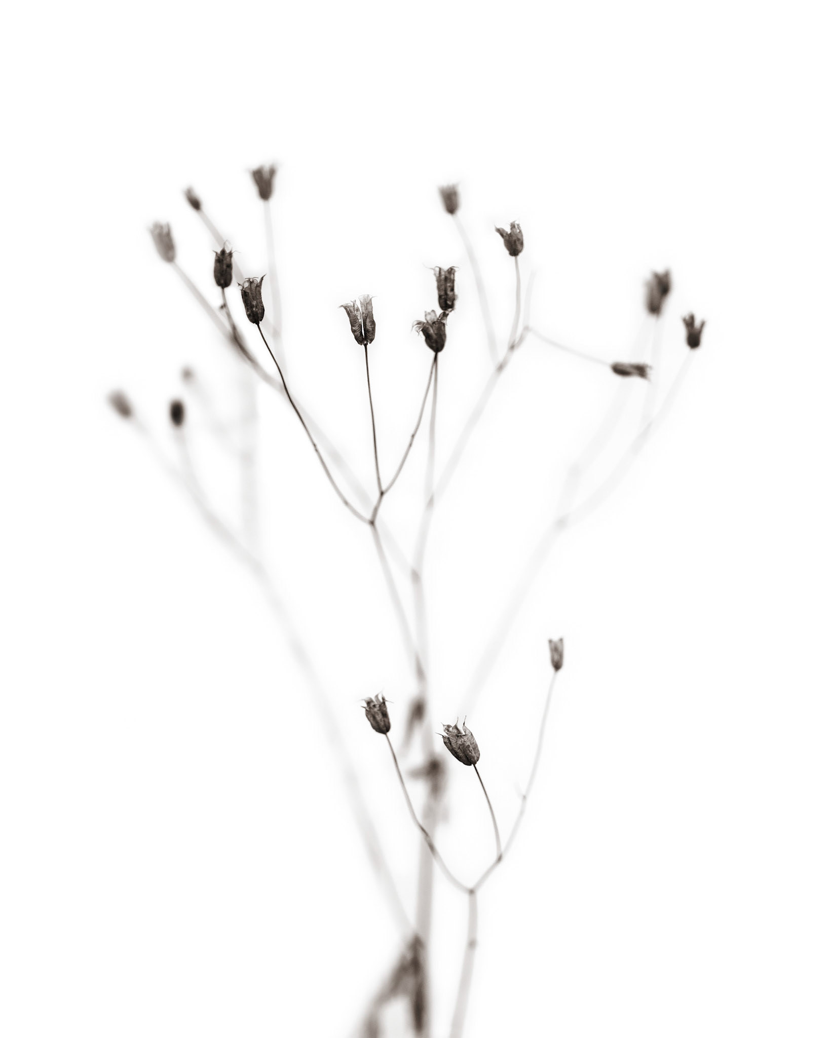 Aquilegia vulgaris