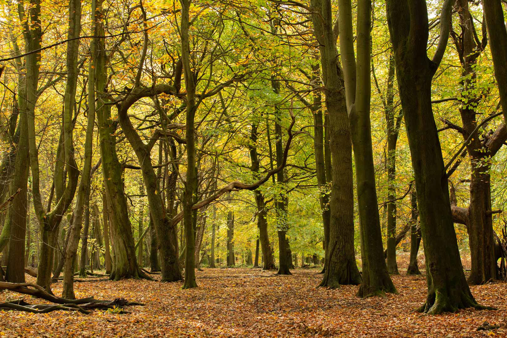Ashridge