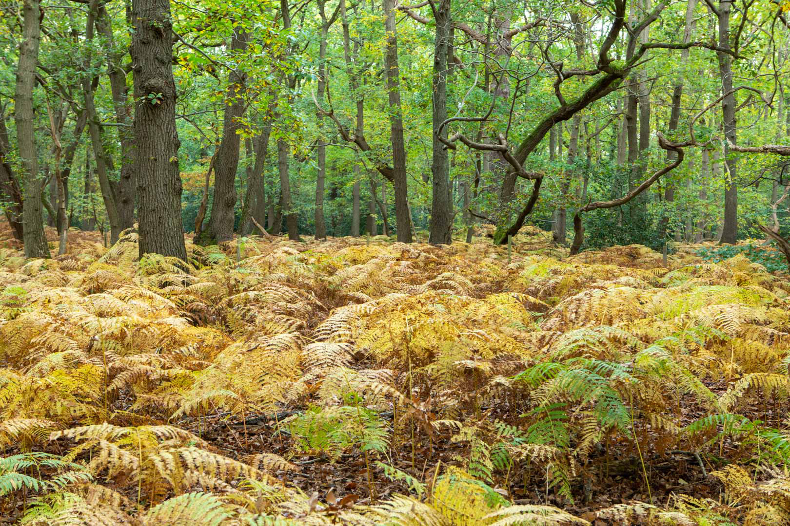 Burnham Beeches