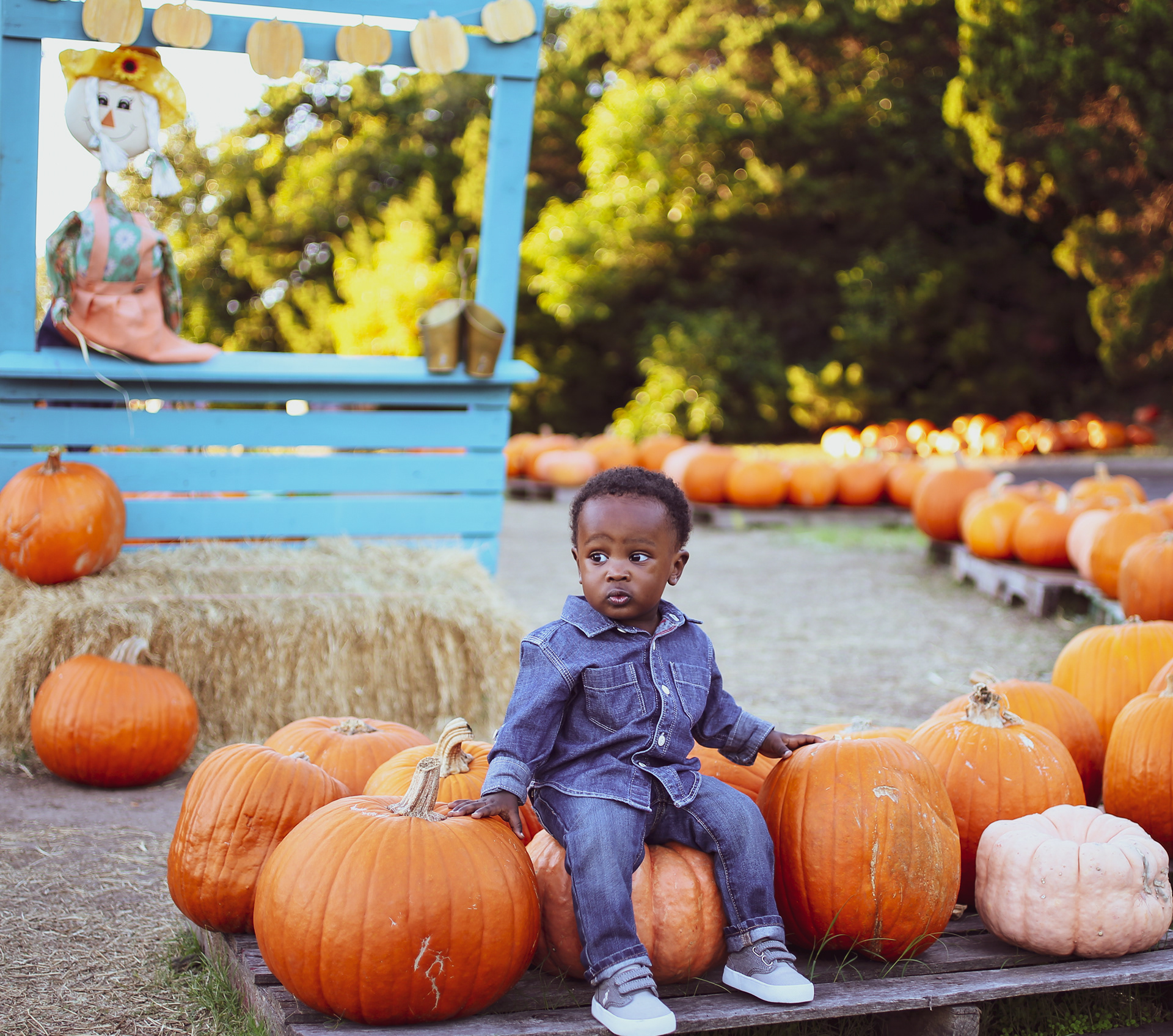 Pumpkin Patch 1 Year Old Photos