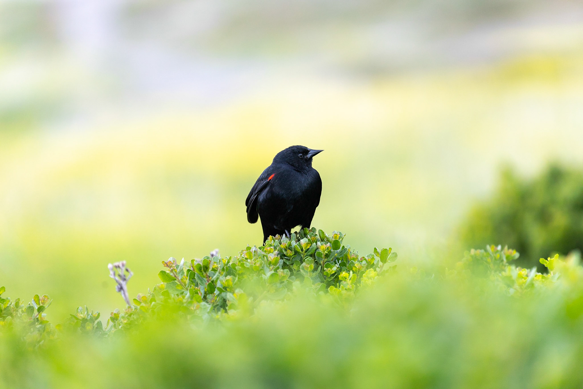 Ave comum na baía de São Francisco na California.