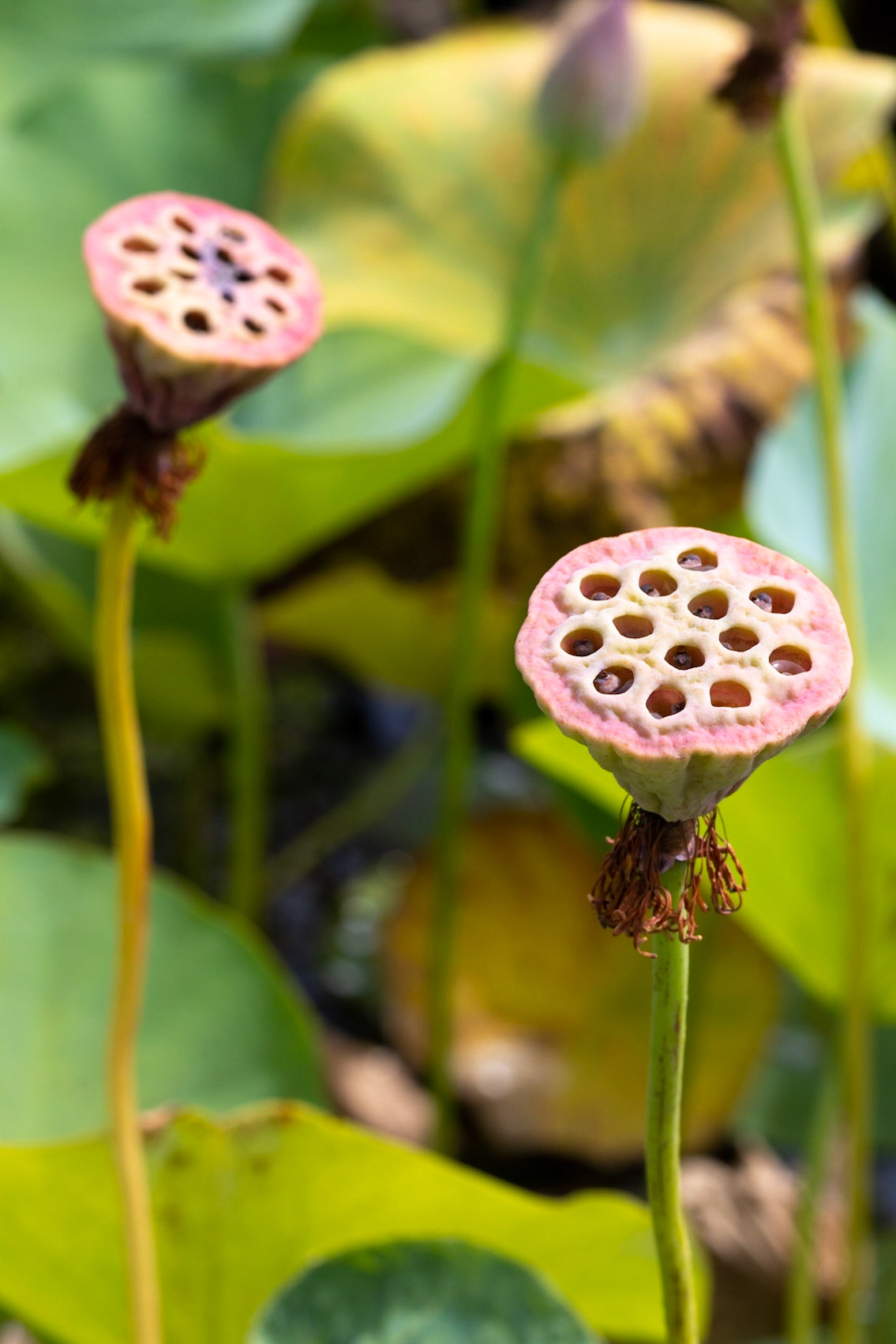 Ref. 4121 - A final do ciclo da vida da Flor de Lótus.