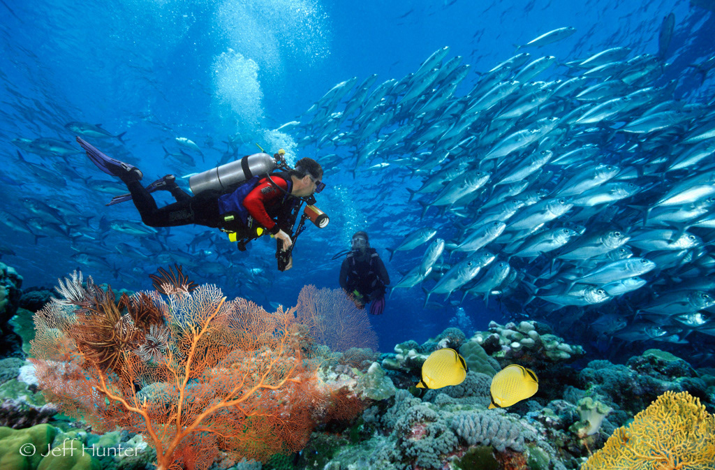 two scuba divers swimming on a tropical coral reef with a school of Jacks
