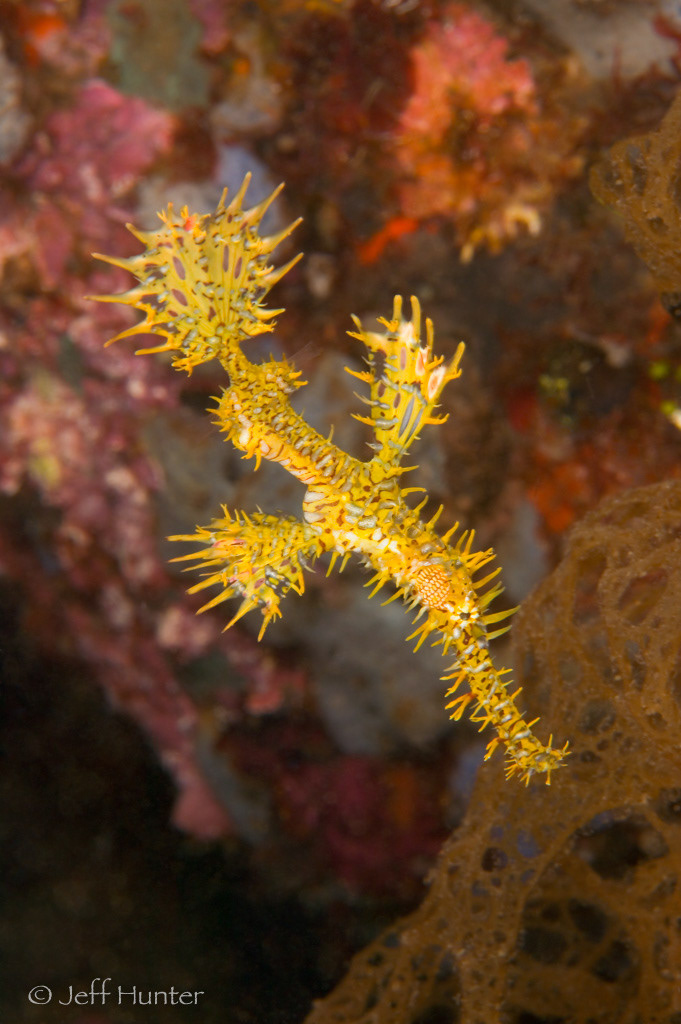 close-up of an Ornate Ghost Pipefish on a coral reef