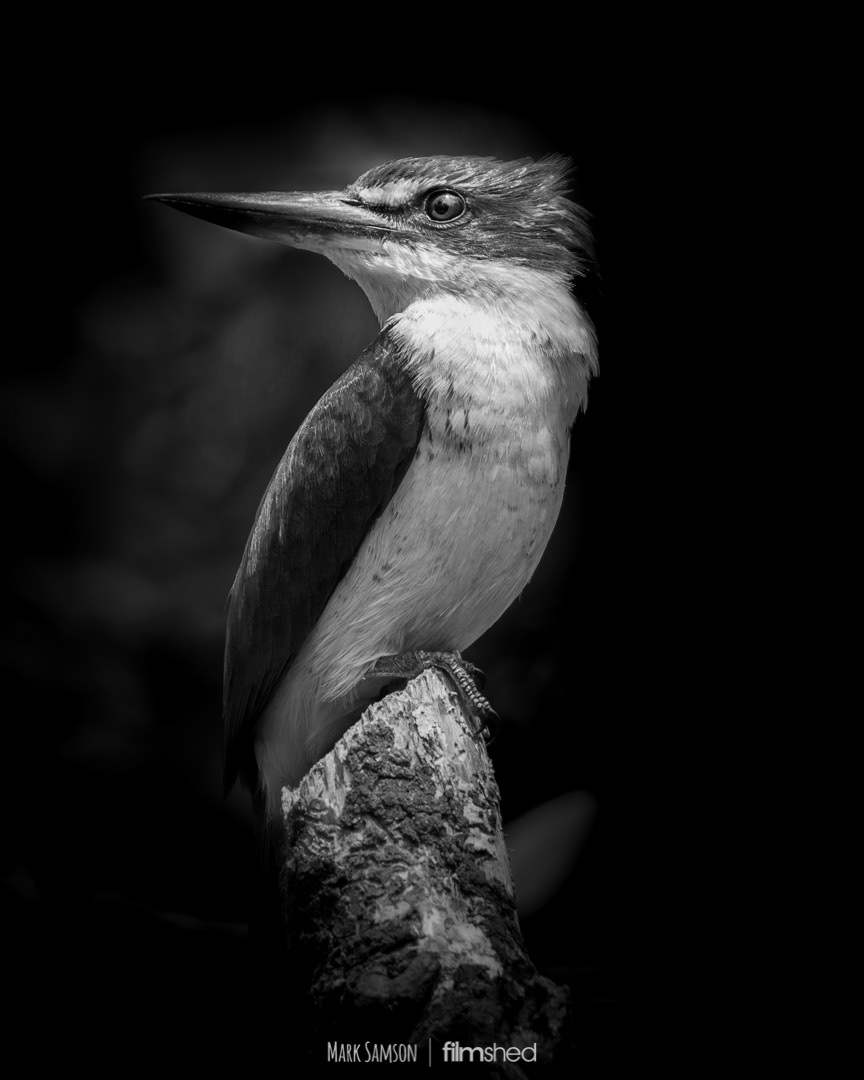 KOTARE BW