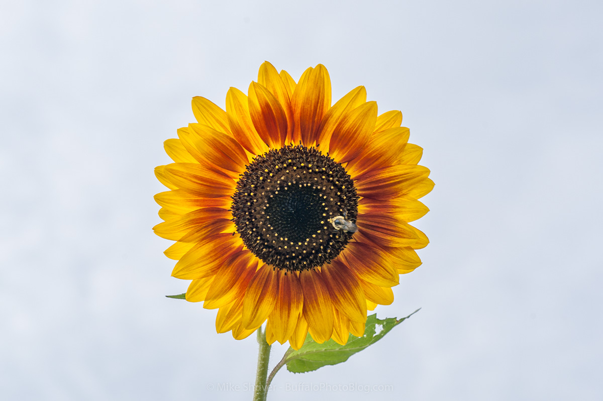 Photography of Buffalo, NY - sunflowers of sanborn