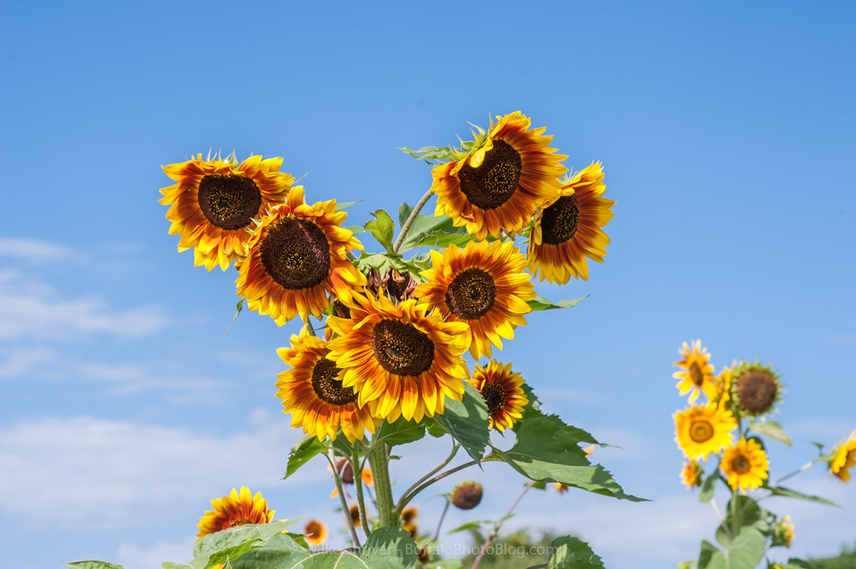 Photography of Buffalo, NY sunflowers of sanborn