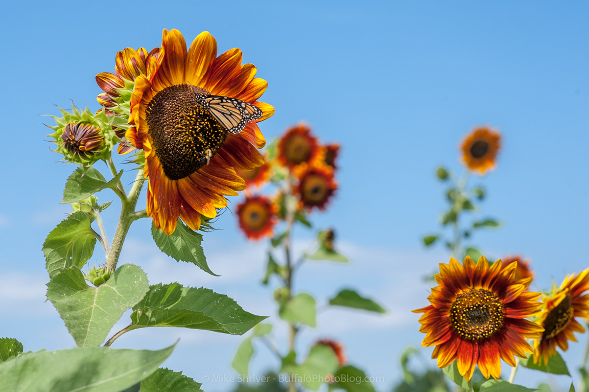 Photography of Buffalo, NY - sunflowers of sanborn