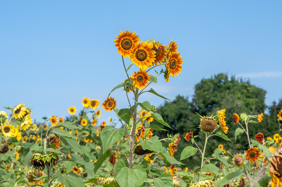 Photography of Buffalo, NY - sunflowers of sanborn