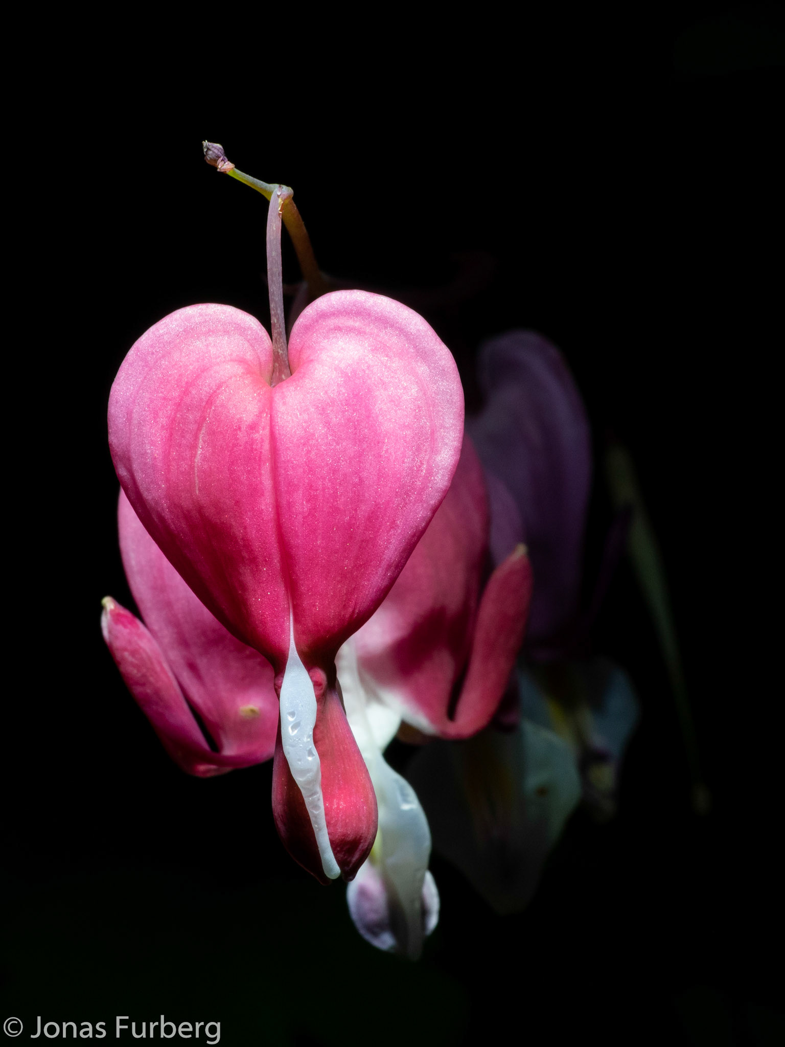 Bleeding Hearts