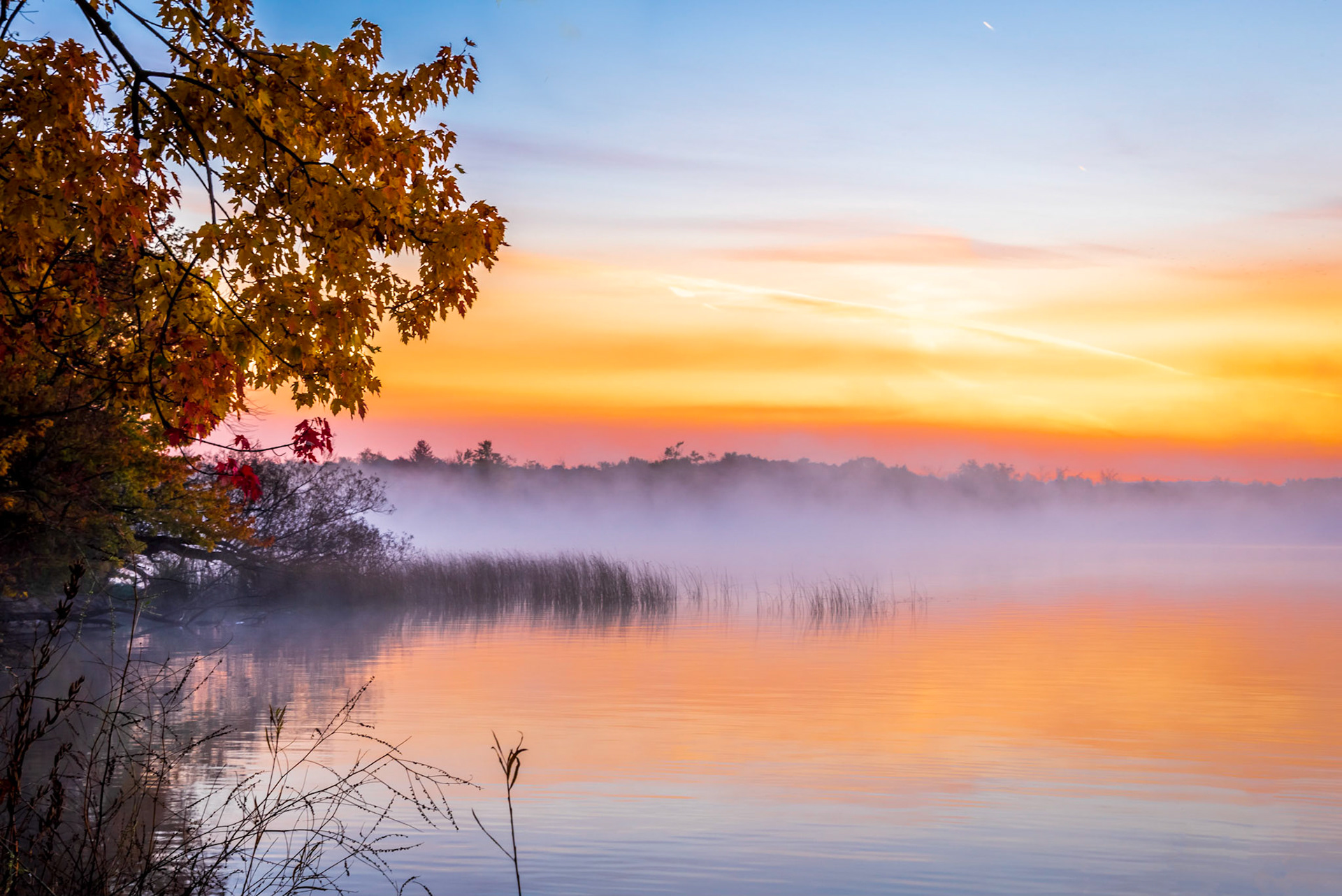 Apricot Sunrise