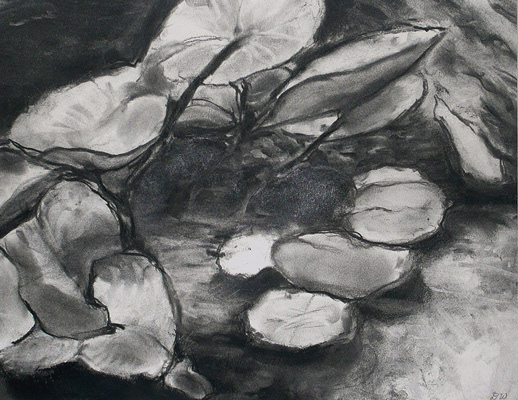 Lily Pads in Koi Pond