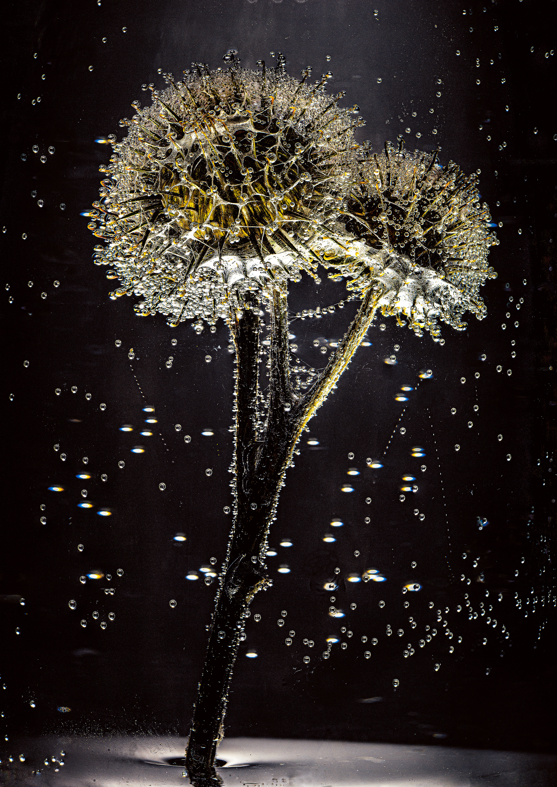 A bur submerged in water full with bubbles on it and around it against a dark background in the studio
