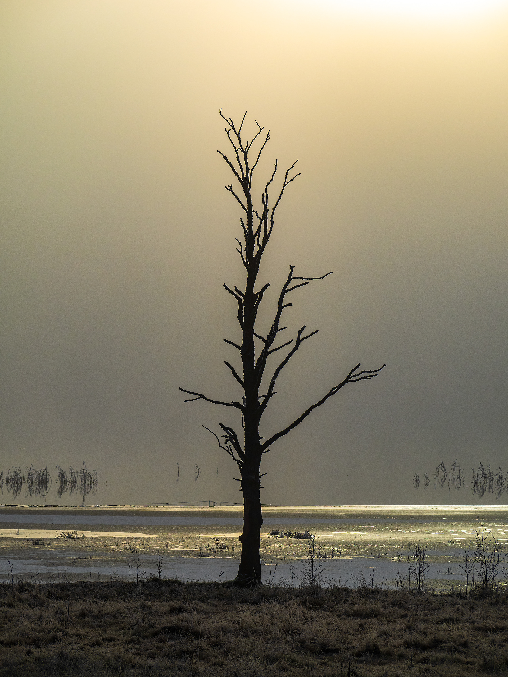 A stark lonely tree by the frozen lake, on a hazy winter day in Sweden