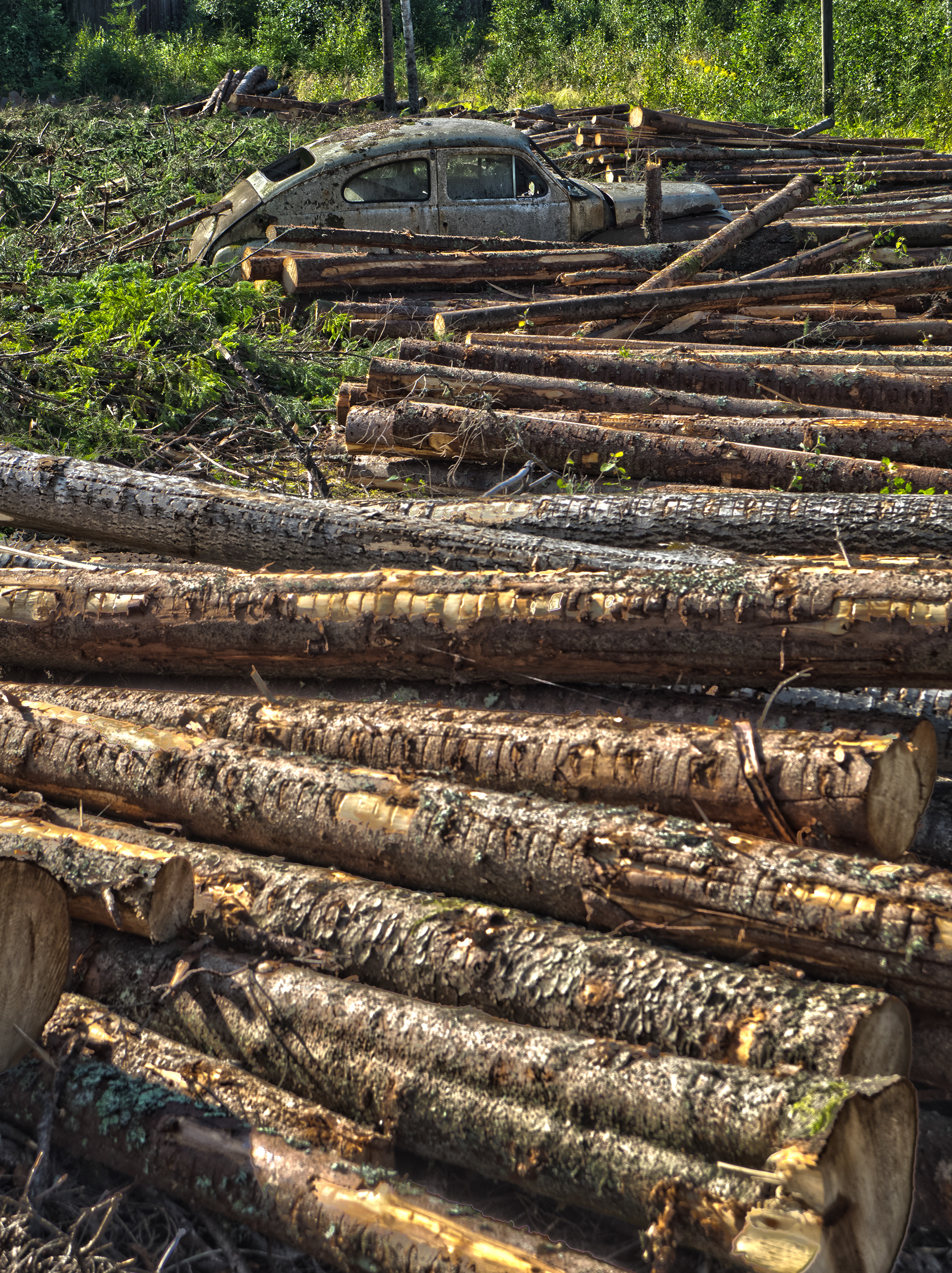 Old vintage rusty Volvo PV 544 abaoned in field surrounded by a line of timber