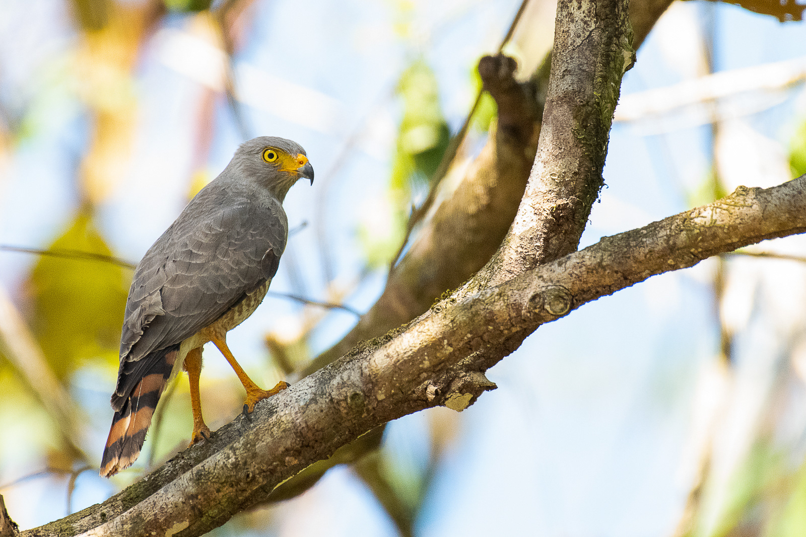 Dave in the jungle - Roadside Hawk