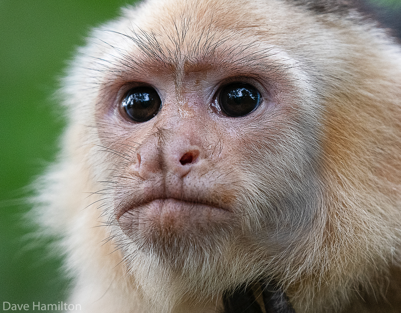 Dave in the jungle Whitefaced Capuchin Monkey