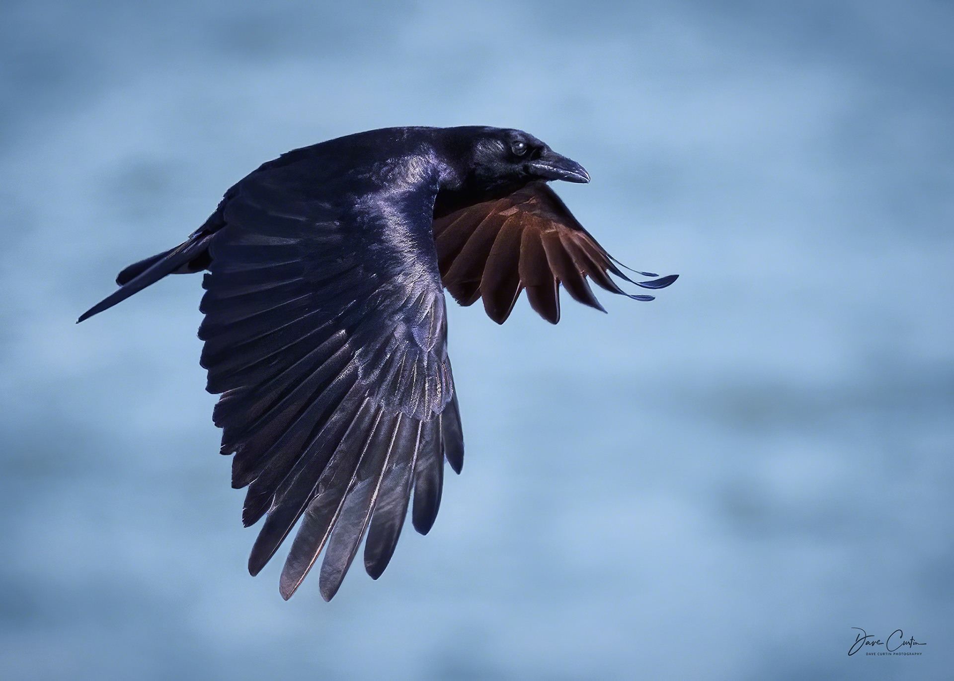 As the Crow Flies