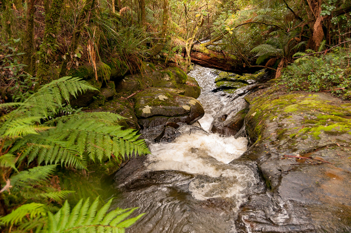 Michael Campbell Photography Australia The Great Otway National Park, Victoria Michael Campbell Photography Australia The Great Otway National Park, Victoria