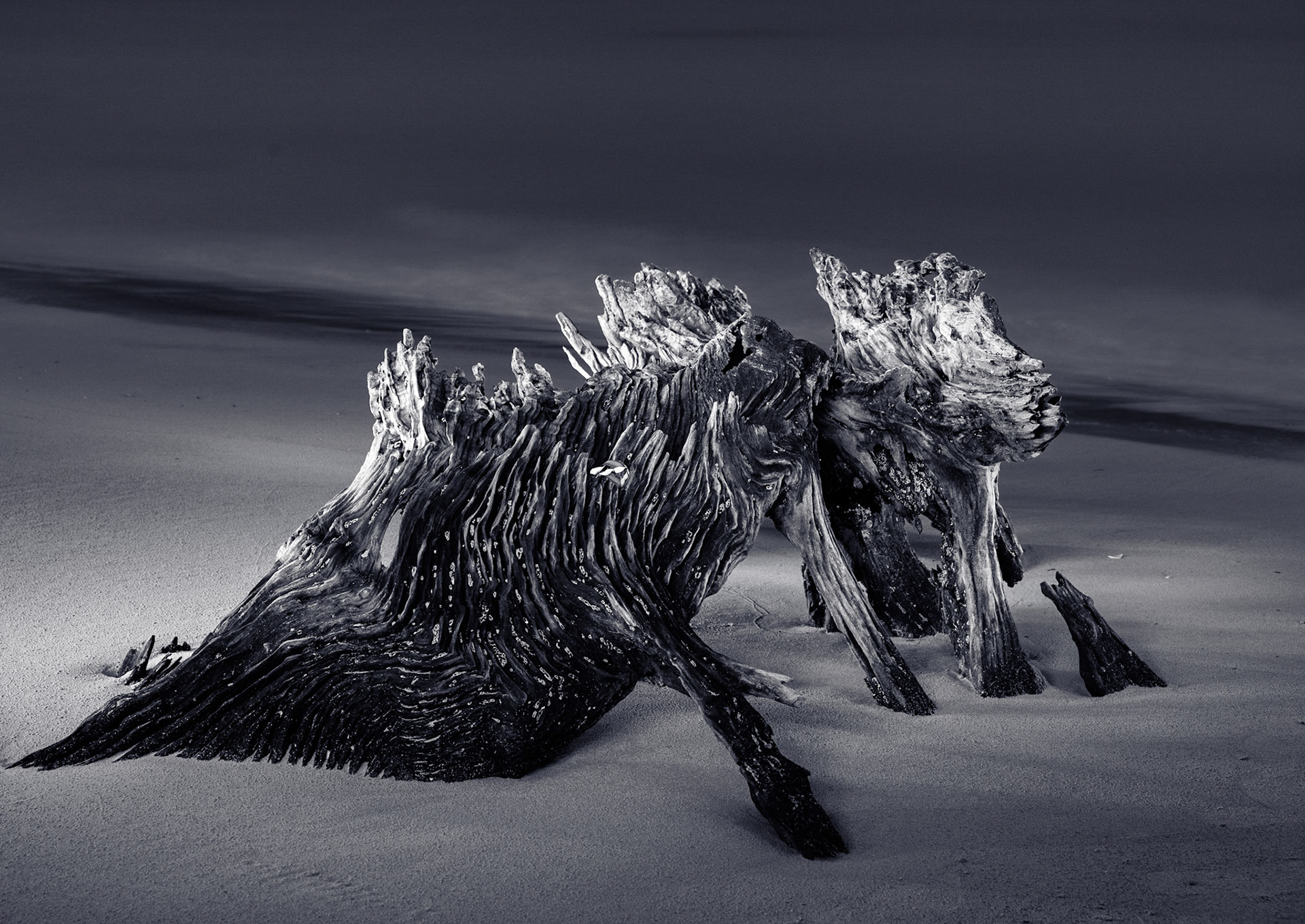 Cockle CreekTasmania01/2022