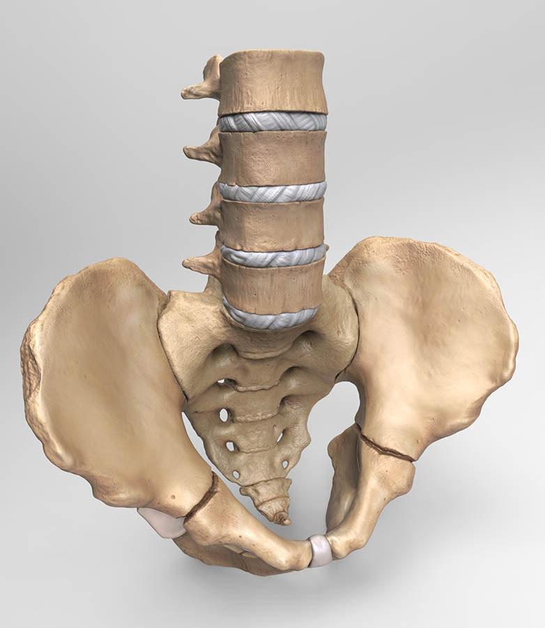 Medical Illustration | Certified Medical Illustrator - 3D Peds Pelvis