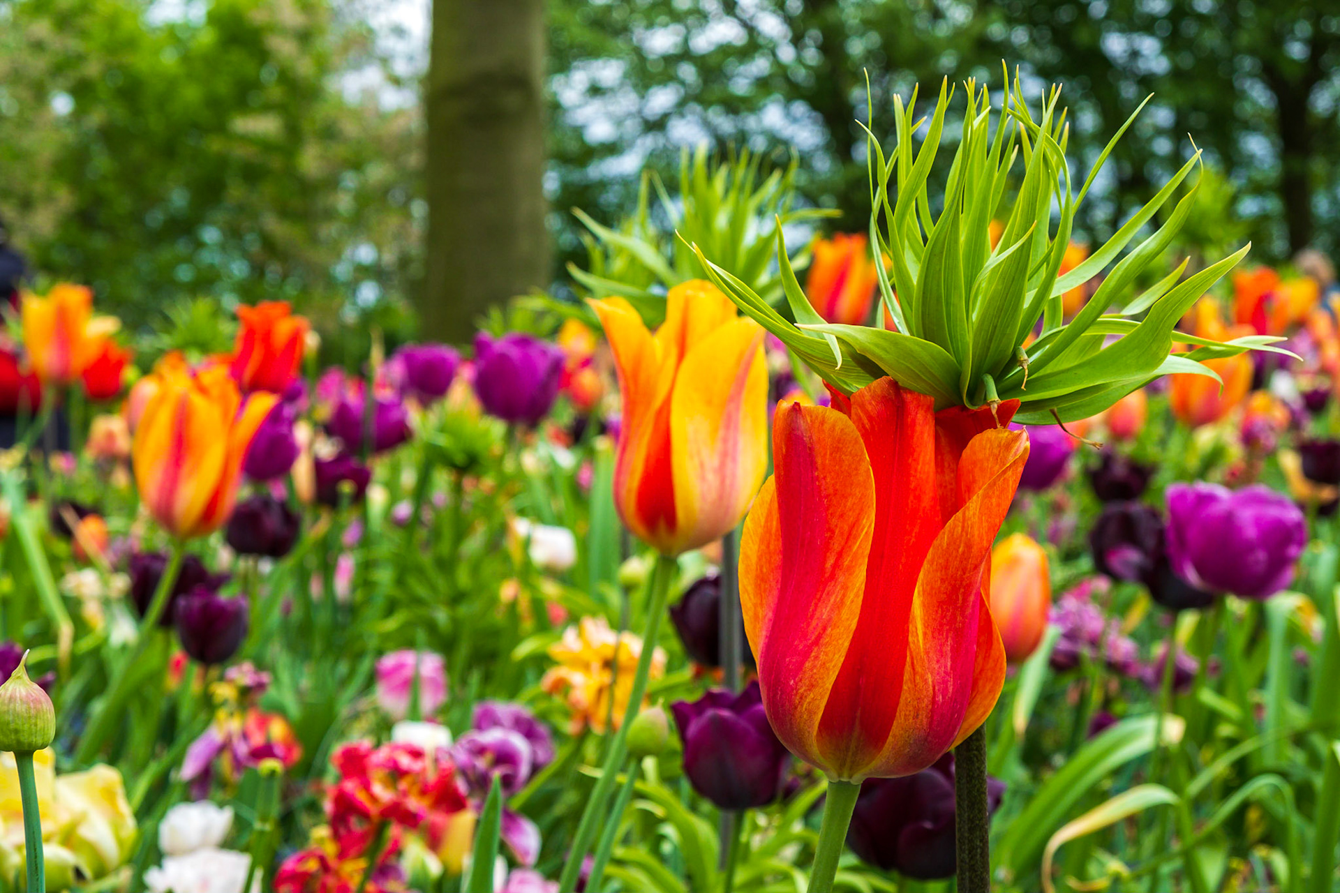 2019 | Netherlands, Keukenhof
