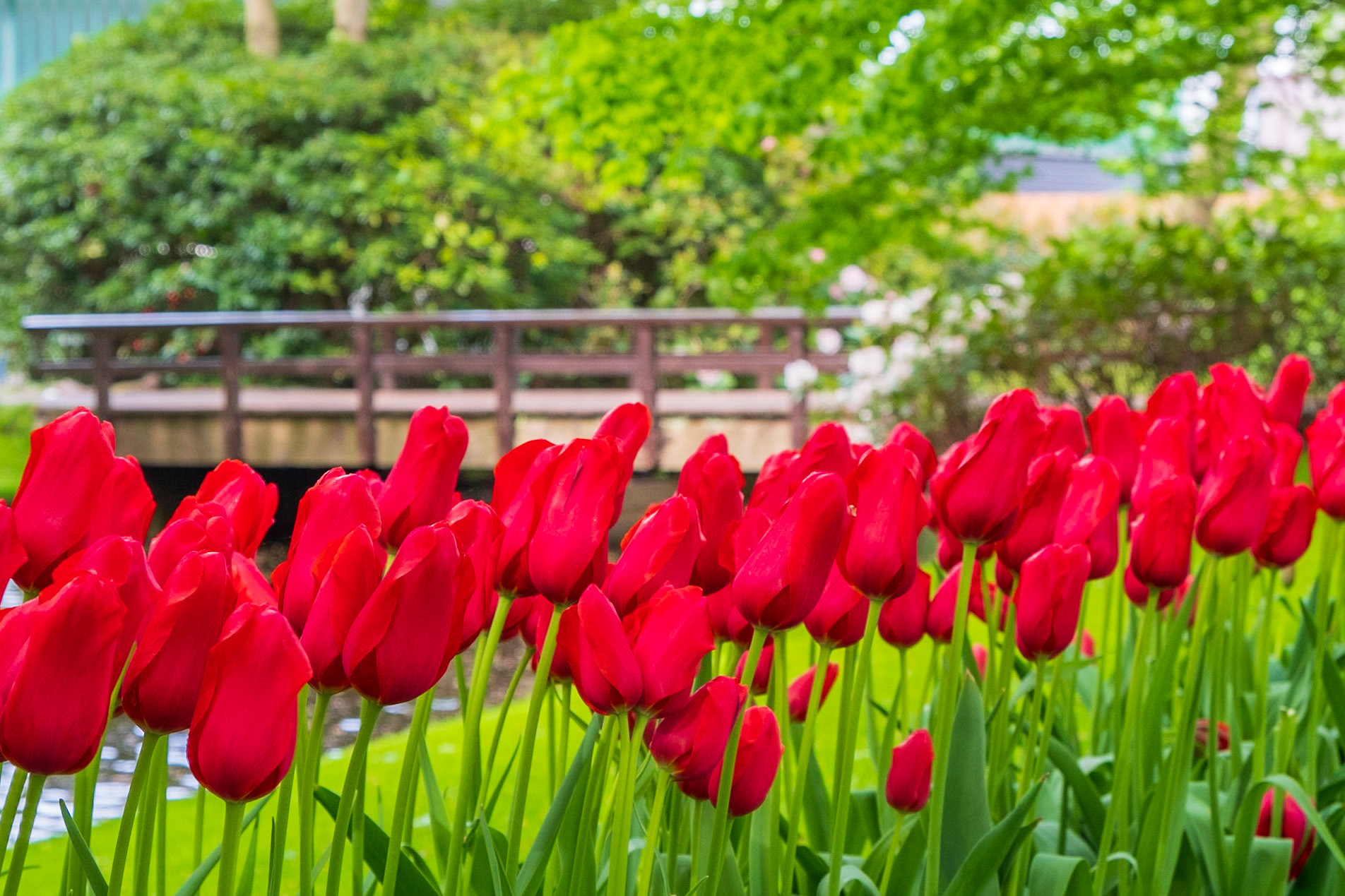 2019 | Netherlands, Keukenhof
