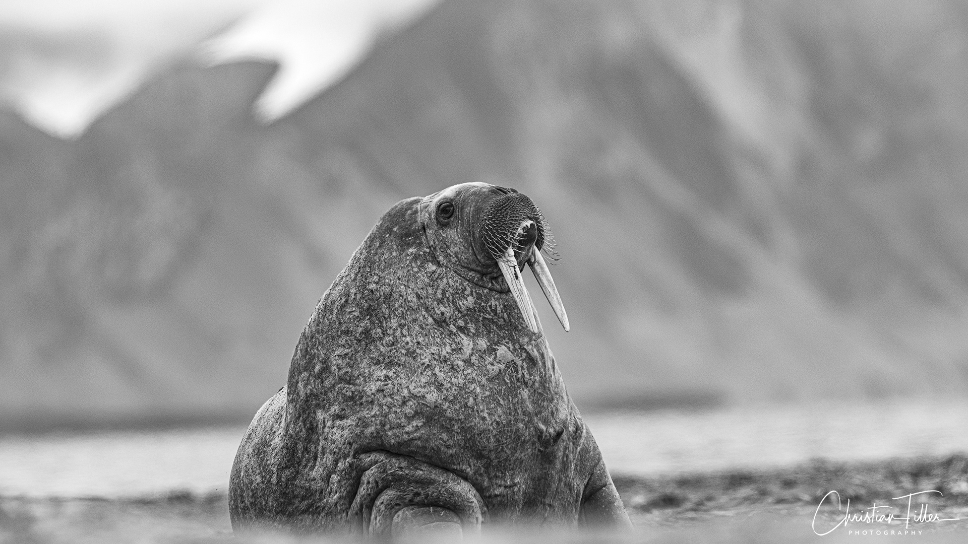 Walrus 07