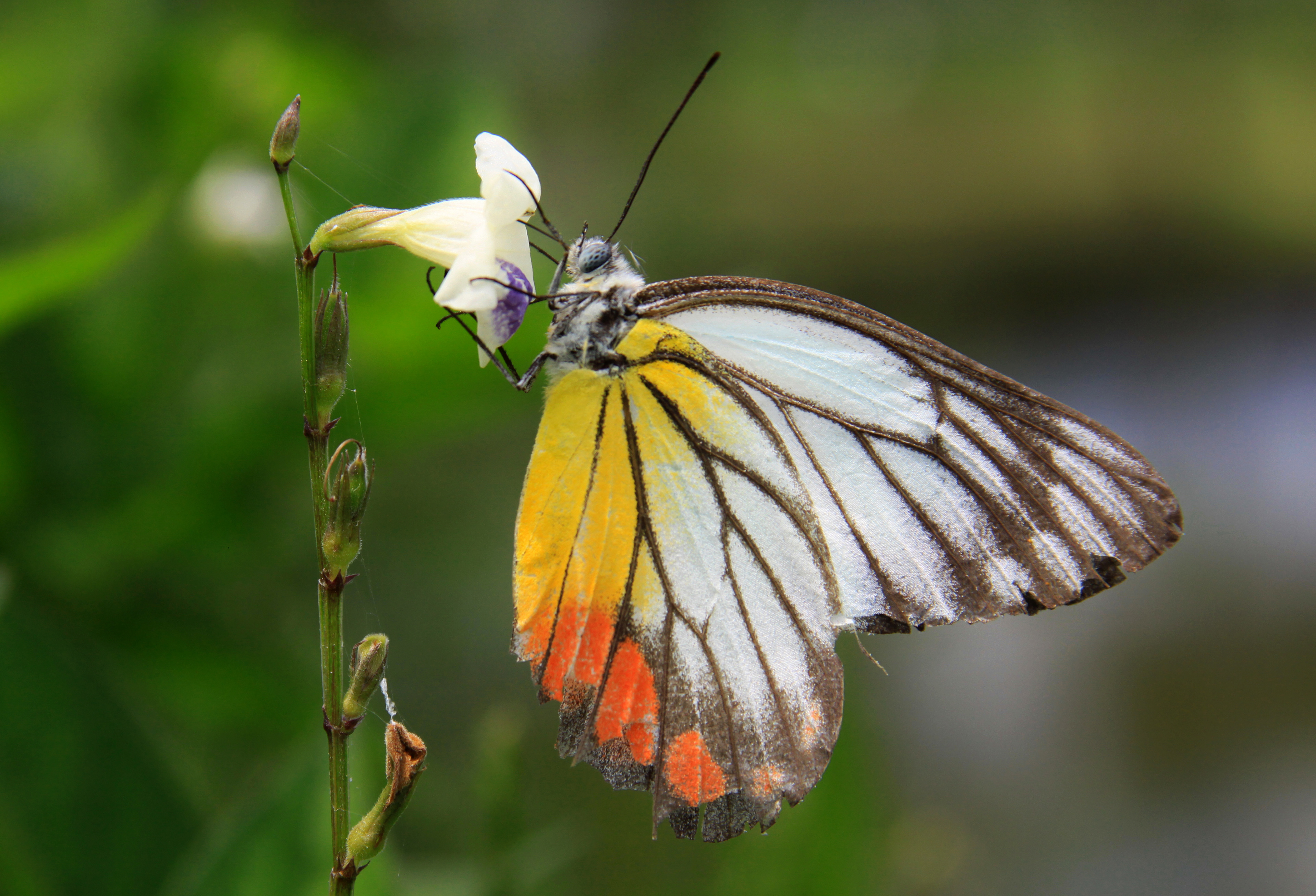 Colored butterfly feeding on flower