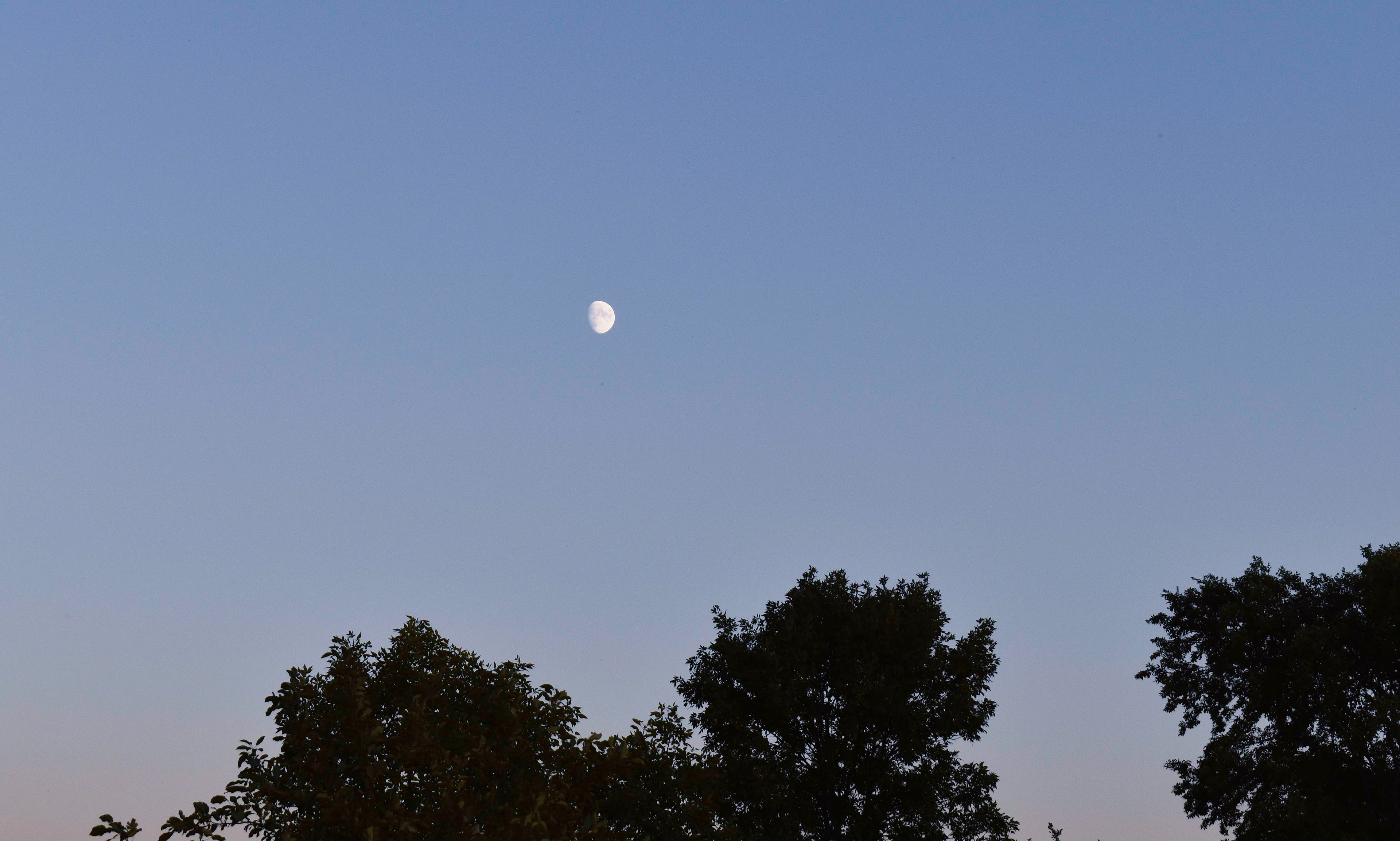 Moon Above the Trees
