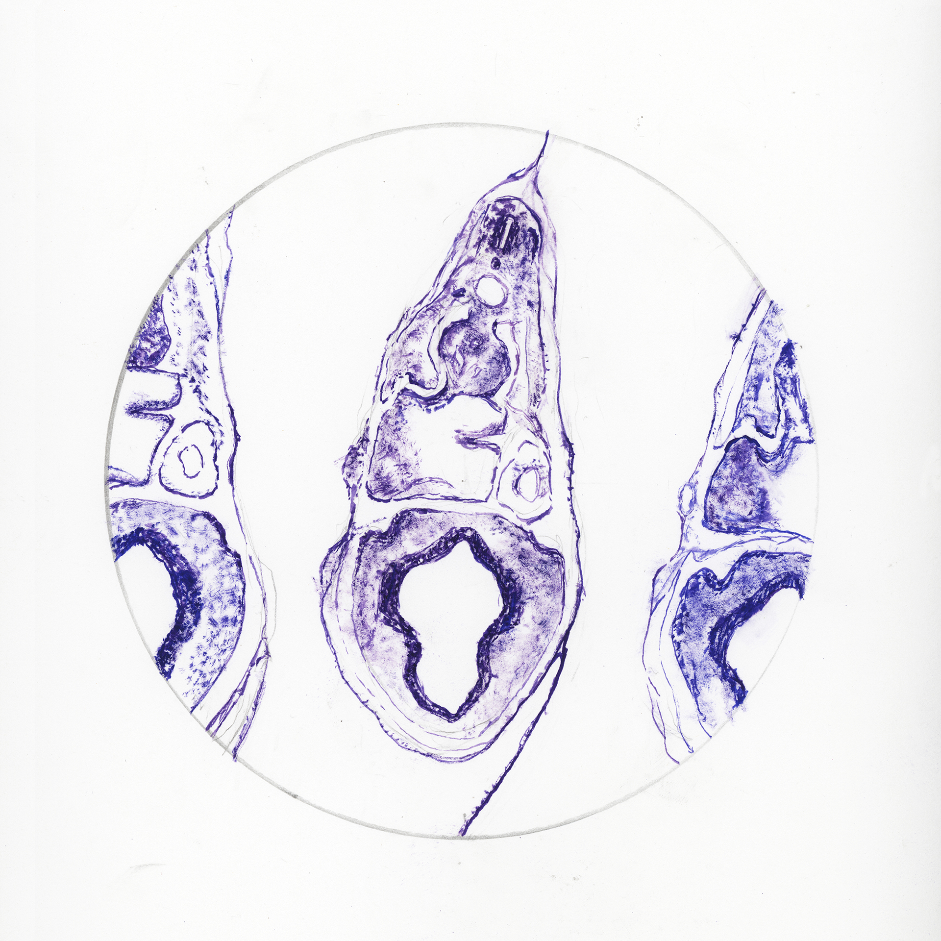 Chicken embryo cross section