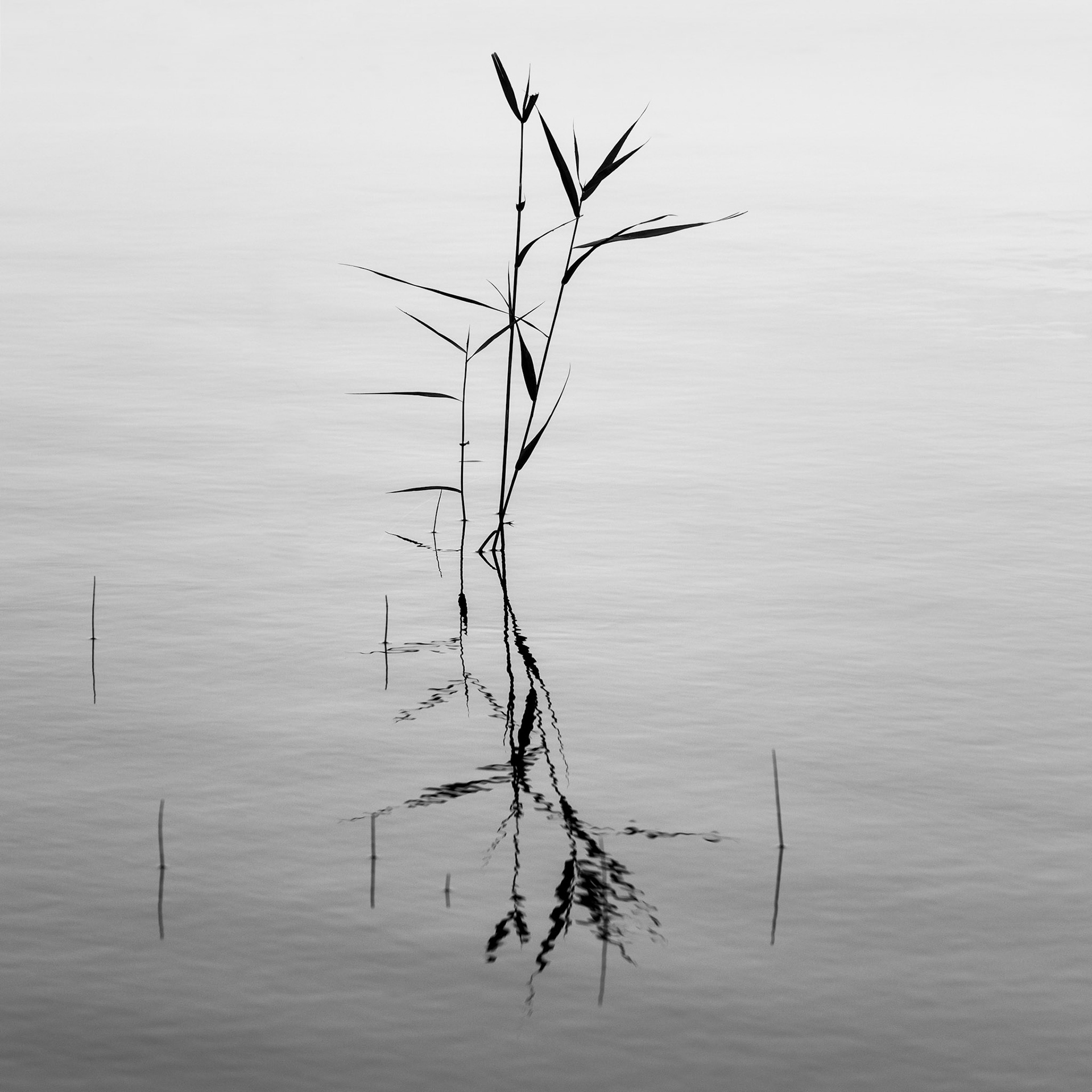 Reeds